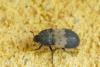 Dermestes lardarius